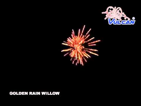 Golden Rain Willow  - 50% OFF