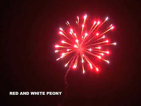 Red & White Peony - 50% OFF